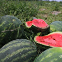 Adana karpuzunda hasat sevinci