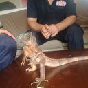 Caminin deposundan 82 santim uzunluğunda iguana çıktı