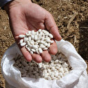 Yerli fasulye ve barbunyada deneme ekimi yapıldı