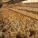 Türk tavukçular ihracatta Avrupa ülkeleriyle yarışıyor