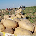 Kuraklığa dayanıklı patates geliştirildi