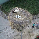 Leyleğin yavru nöbeti