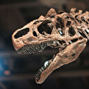 Tayland'da iki yeni dinozor türü keşfedildi