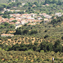 Zeytinlik talanı