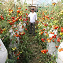 Domatesten de çuvalla para kazanacak