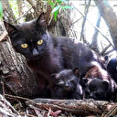 Yavrularını korumak isterken öldü