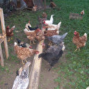 Hastalığına karşı tavukla önlem alıyorlar