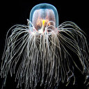 En uzun yaşayan 5 hayvan