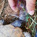 Sıcaktan bunalan kaplumbağaya bardaktan su içirdi