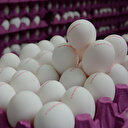 Yumurtanın kolisi 5 liraya kadar düştü