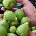 İncirde ilekleme dönemi başladı