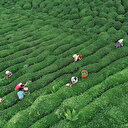 ÇAYKUR'dan son 20 yılın en yüksek yaş çay alımı