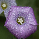 Çiğ taneleriyle parlayan çiçekler