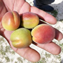 Tüketicileri uyardı: Satılanlar Malatya kayısısı değil