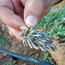 Bitki kökü sandılar ama gerçek başka çıktı