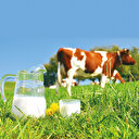 Et ve sütte kayıt dışı riski