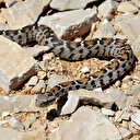 Nesli tehlikede olan yılan Nemrut Dağı’nda görüldü