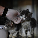 Bursa’da kedilere özel hastane