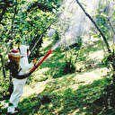 Giresun fındığı patlama yapacak