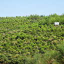 Türkiye ağaçlandırmada dünya üçüncüsü