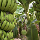 Yaş sebze meyve üretiminde yüksek kalite hedefleniyor