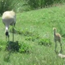 Nesli tükenme tehlikesi altında