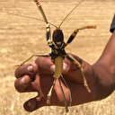 Dev çekirge görenleri korkuttu