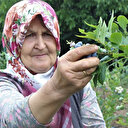 Dönümden 80 bin lira kazanıyor