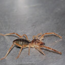 Et yiyen örümcek yine ortaya çıktı