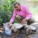 Yuvadan düşen yavru leylekler yerine bırakıldı