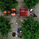 Kiraz üreticisi para kazanamamaktan şikayetçi