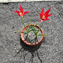 123 yıl sonra yerinde açan yitik laleyi dolu vurdu