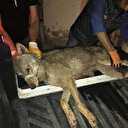 Otomobil çarpan kurt tedaviye alındı