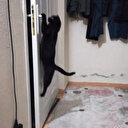 Patisiyle kapıyı açan kedi fenomen oldu