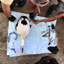 Iğdır'da 94 leylek halkalandı