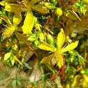 80 türü var ama sadece 6’sı faydalı