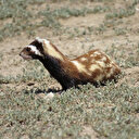 Alaca sansar ailesi Kayseri’de görüntülendi