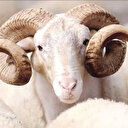 Kurban rehberi hazırlandı