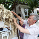 Yapağı hayvan yetiştiricisinin elinde kaldı