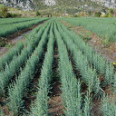 Türk ormancılarının başarısını Bakan Pakdemirli açıkladı