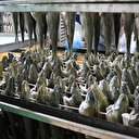 Tütsülenmiş alabalıkla Çin ve Japonya pazarına girdiler