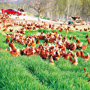 Yumurtlayan tavuğu kesmeyelim