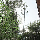 Ekildikten 46 yıl sonra çiçek açtı