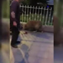 Yerde yatan köpeği tekmeleyen vicdansıza 1763 lira ceza