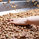 Fındığın fiyatı 20 liradan 13 liraya düştü