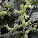 Örnek fındık bahçelerinde verim 200 kilograma çıktı