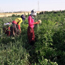 Tarlada 5, halde 100 lira