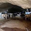 Kurbanlıklar mağaralarda yetiştiriliyor