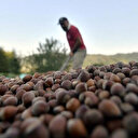 Fındıkta fiyat oyunu iddiası