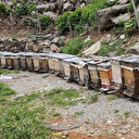 Anzer Balı sağıma hazırlanıyor